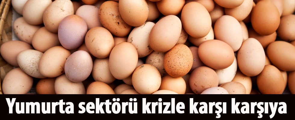 Yumurta sektörü krizle karşı karşıya