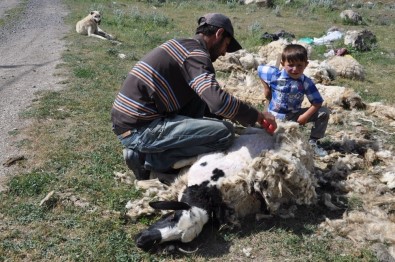 Kars'ta Koyunlar Kırkılmaya Başladı