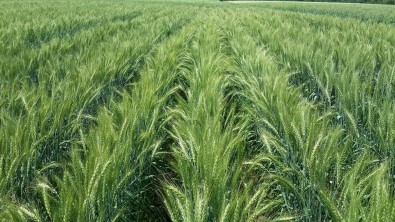 Milli Buğday Çeşidi Tekir'den Yüksek Verim