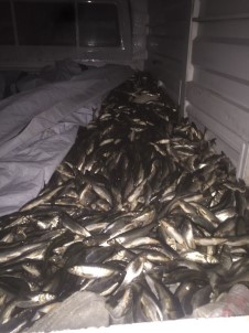 Van'da 10 Ton Kaçak Avlanmış Balık Ele Geçirildi