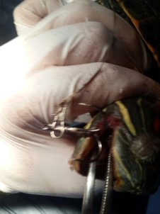 Çapari İğnesiyle Yaralanan Kaplumbağa Ameliyata Alındı