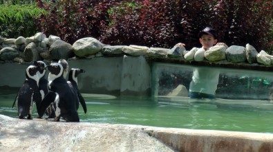 Nesli Tükenmekte Olan Afrika Gözlüklü Penguenleri Darıca'da Korunuyor