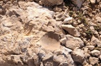 Ilgaz Dağı'nda Bulundu Açıklaması Tam 60 Milyon Yıllık !