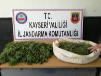 Pınarbaşında Kenevir Ele Geçirildi