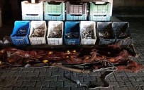 İNCİ KEFALİ - Ahlat'ta 100 Kilo Kaçak Avlanmış İnci Kefali Ele Geçirildi