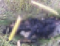 KATLIAM - Çankaya'da insanlıktan utandıran olay