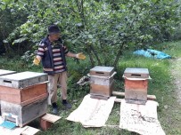 Elevli 'Havalar Bir Açıp Bir Kapanınca Arılar Strese Girdi; Tek Tek Ölüyorlar'