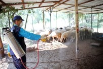 KOLERA - Merkezefendi Belediyesi Lavra Ve Sinek İle Mücadele Ediyor