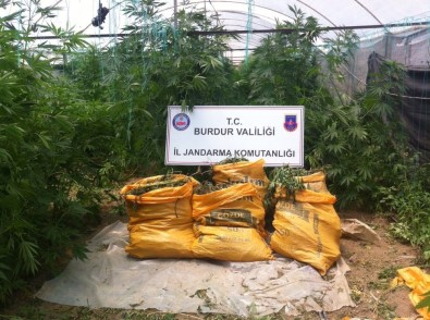 Seradan Esrar Ve Kenevir Çıktı