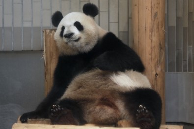 Tokyo'da 5 Yıl Sonra Dev Panda Doğdu