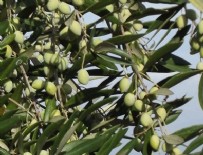 KAMU YARARı - Zeytinlik düzenlemesinde flaş gelişme