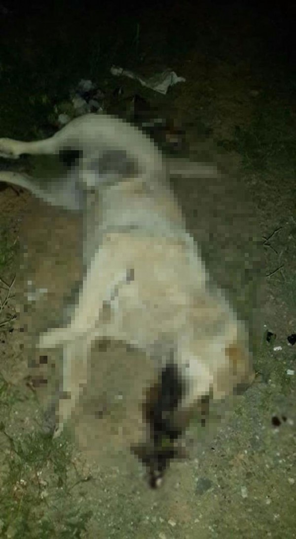 Çankaya'da insanlıktan utandıran olay