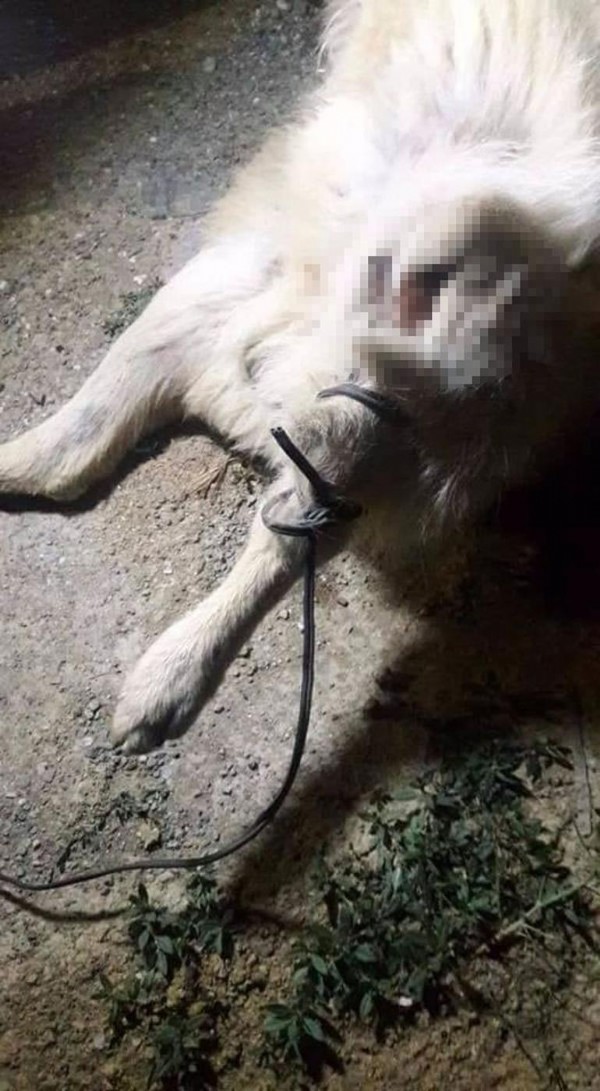 Çankaya'da insanlıktan utandıran olay