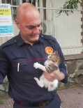 YAVRU KEDİ - Ağaçta Mahsur Kalan Yavru Kediyi İtfaiye Kurtardı