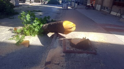 CHP'li Belediye Yolu Genişletmek İçin Ağaçları Kesti