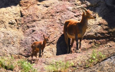 Giresun'da Kızıl Geyikler Fotokapana Yakalandı
