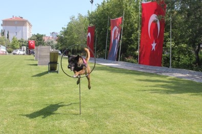 Köpekler Jandarma Teşkilatının Kuruluş Yıldönümünde Hünerlerini Sergiledi