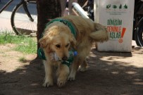 TEMİZLİK GÖREVLİSİ - Çöpçü Köpek Kadro Bekliyor