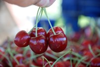 RAMAZAN DOĞAN - Tokat'tan Rusya'ya Kiraz İhracatı