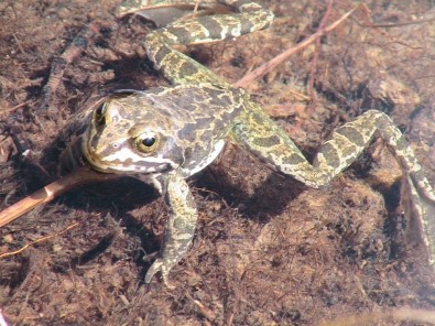 Dünya'da Sadece Niğde'de Görülen Toros Kurbağası Biyokaçakçılığa Karşı Korunuyor