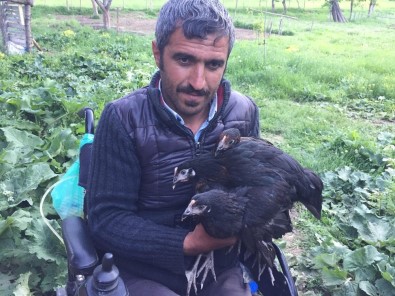 Hediye Edilen Akülü Tekerlekli Sandalye Ve Tavuklarla Hayata Yeniden Tutundu