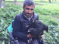 Hediye Edilen Akülü Tekerlekli Sandalye Ve Tavuklarla Hayata Yeniden Tutundu Haberi
