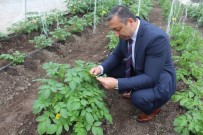 Niğde'de Patateslerde Mildiyö Hastalığı