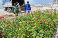 Palandöken Belediyesi'nde 60 Bin Çiçek Ve 5 Bin Gül Toprakla Buluşuyor