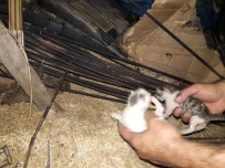 YAVRU KEDİ - Yangında İki Yavru Kedi Son Anda Kurtarıldı