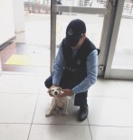 YAVRU KÖPEK - Yaralı Köpeğe Zabıta Sahip Çıktı