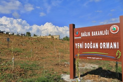 'Yeni Doğan Ormanı' Sinop'ta Filizlendi