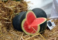 JUAN - Adana Karpuzuna Çekirdeksiz Rakip