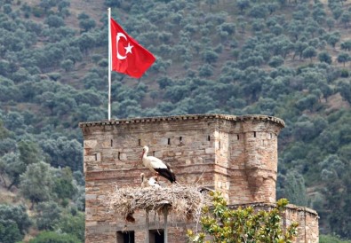 Aydın'da Leylek Sayımı Ve Halkalaması Yapıldı