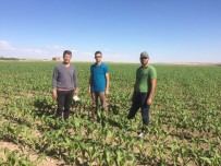 KOZANLı - Kulu'da Bin 300 Dekarlık Alanda Silaj Mısırı Kontrolü