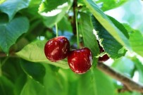 SOLMAZ - Malatya'da Kiraz Hasadı Başladı