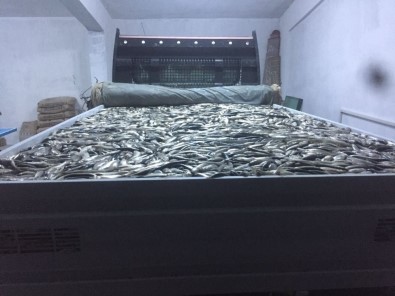 Van'da 4 Ton Kaçak Avlanmış Balık Ele Geçirildi