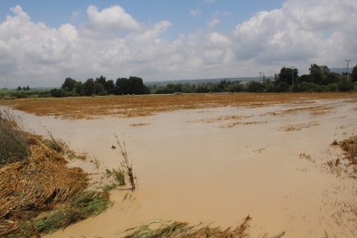 Manavgat'ta Etkili Olan Yağmur Yüzlerce Dönüm Ekili Araziye Zarar Verdi