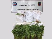 DÜZAĞAÇ - Manavgat'ta Hint Keneviri Operasyonu