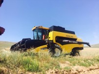 ALTUNTAŞ - Sungurlu'da Hasat Başladı