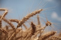 Adana'da Buğday Rekoltesi Coştu