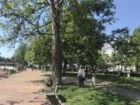 ÇEVRE VE ORMAN BAKANLıĞı - Alaplı'da Çınar Ağaçları Kurumaya Yüz Tutuyor
