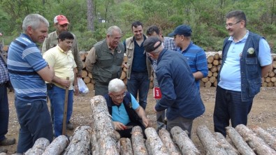 Çanakkale'de Çam Ağaçlarının Kuruma Nedenleri Araştırılıyor