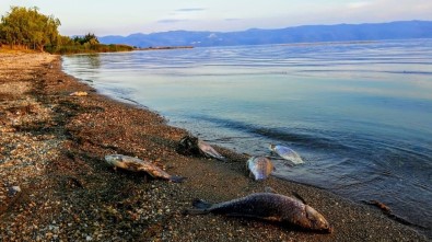 İznik Gölü'ndeki Balık Ölümleri Korkutuyor