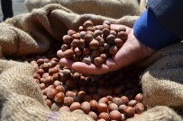 KALIFORNIYA - TMO'dan Fındık Sektörüne Uyarı