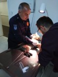 SAĞANAK YAĞMUR - Ankara İtfaiyesinden Yaralı Kediye Yardım Eli