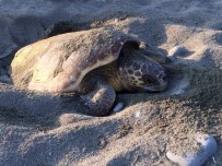 CARETTA CARETTA - Caretta Carettalar Yumurta Bıraktı