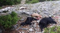 YILDIRIM DÜŞMESİ - Karaman'da Yıldırım Düşmesi Sonucu 15 Keçi Telef Oldu