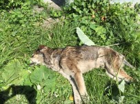 SOKAK KEDİSİ - Kastamonu'da 14 Köpek İle 18 Kedi, Zehirlenerek Öldürüldü