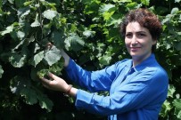 ÇUKURÇAYıR - Fındık Bahçeleri Tek Ağaçlı Oluyor