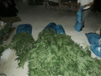 KARAKUYU - Milas'ta 2 Kilo Esrarla 36 Kök Hint Keneviri Ele Geçirildi